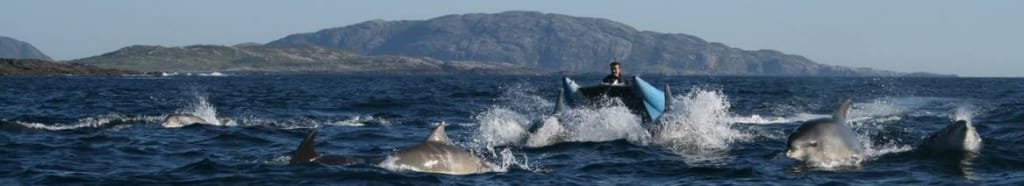 Dolphins in front of Seat Trek RIB